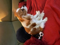 Pin page Cavalier에 있는 핀 - 2024