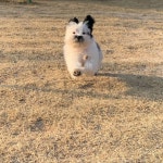 슈슈와 수달이 on Instagram: “수달이 목걸이 어디서 주문했냐는 디엠이 많이 와서 글 남겨봐요! 구매한 건 아니고 포항 #올레펜션 방문했더니... 
