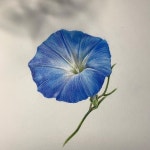 이해련 on Instagram: <꽃세밀화 보태니컬아트 컬러링북> 많이 사랑해주셔서 감사해요… 다가오는 가정의 달에 소중한 분들에게... 