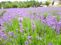 [강원도 여행] 고성 하늬라벤더팜의 보라색 라벤더 / Lavender Festival