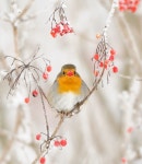 Cuteness에 관한 9개의 최상의 Pinterest 이미지 Cuteness