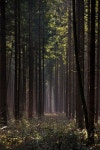 Forest - Ebersberger Forst - Bayern (Bavaria) | 숲