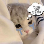짤에 있는 🩷님의 핀 | 귀여운 말장난, 고양이 명언, 프로필 사진 아이디어