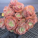 수연자연군생2-3072(E. Suyon) - 다육식물(Succulent)