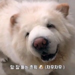 멋쟁이 차우차우 존윅이 우리 동물병원 #애견호텔 에 체크인 한 #차우차우 존윅이에요 . . . #마린시티동물병원... 