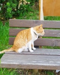 TV 동물농장 순남이 공주대학교 애니메이션학부 퍼니처디자인과 17학번 | Kittens, Cats and kittens, Cats