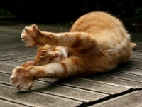 고양이에 있는 앤님의 핀 | 동물, 고양이