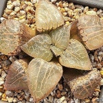 수정 101(Haworthia obtusa suishiyou) - 하월시아(Haworthia)
