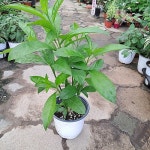 야래향 야레향나무/중품 천연모기퇴치용(Cestrum nocturnum) - 공기정화식물(air purifying plants)