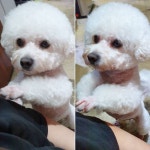 출근하자마자 장난감 내놔   #멍뭉몽 #멍뭉몽애견카페 #멍뭉몽tv #대구애견호텔 #대구애견카페 #대구 #칠곡애견호텔 #칠곡애견카페... 