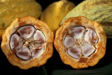Indonesia Recipes  Informazioni sul nostro sito    #인도네시아 #ಇಂಡೋನೇಷ್ಯಾ | Cacao recipes, Food, Food recipes