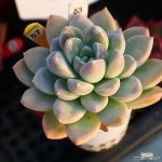 아미블 570106 - 다육식물(Succulents)