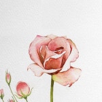 Have a beautiful day!🥀 - #katewatercolor - - - 수채화, 팝아트초상화 클래스… | Watercolor beginner, Simple rose... 