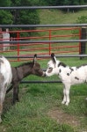 donkeys에 관한 23개의 최상의 Pinterest 이미지 | 말, 농장 동물 및 웃긴 동물 donkeys