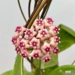 호야 스위트센트 중품(꽃대) 완성화분 희귀호야 행잉플랜트 키우기쉬운식물(Hoya carnosa) - 공기정화식물(air purifying plants)