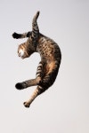 FURRY.에 관한 8개의 최상의 Pinterest 이미지 | 새끼 고양이, 귀여운 동물 및 토끼 FURRY.