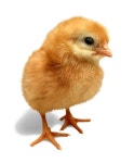 Farm Animals에 있는 Sandy Burke님의 핀 | 닭