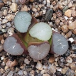 (긴급자금마련초특가할인)마경만상(소묘) 105-42(Haworthia maughanii) - 하월시아(Haworthia)