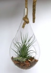 •플랜테리어 Terrarium 으로 나만의 아늑한 실내정원 만들기! | 실내정원, 공예, 테라리움