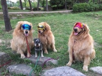 해운대도그워커  도그워커  dogwalking   dogwalkerlife  dogwalkersofinstagram   packwalk   doggiedaycare   d… (With images)... 