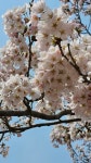 Pin page Pin by 기원 김 on Flower in 2024 | Blossom, Plum blossom, Cherry blossom