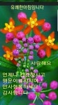인생 인용구에 있는 si kan kim님의 핀 | 아침 인사 인용구, 좋은 아침 인사, 아침 인사