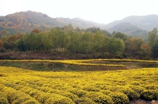 Pin page 서후 국화밭