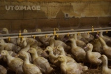 오리 축사 안의 사육되고 있는 페킨종 흰오리 여러마리  오호랄라, 사진, 오리, 오리농장, 많은, 여러, 마리, 사료, 시설, 장비, 네덜란드, 유럽... 