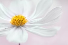 Cosmos by Mandy Disher | 꽃