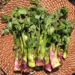 청정 남해의 생명력 넘치는 봄나물, 땅두릅 - 2024