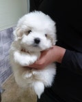 한국꼬똥켄넬(17년전통) 협회/연맹 꼬똥 최초 등록견사 on Instagram: “뭐예요 왕자님 😊 너는 양산에서 살겠구나...... 