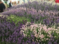 flower show and allotment에 있는 Emma Boyce님의 핀