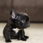 Dogs!!에 관한 234개의 최상의 Pinterest 이미지 | Dexter, 강아지 및 개와 고양이 Do...