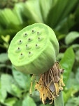 Pin on 문인화