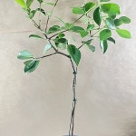 [구아바] 향긋 달콤한 건강열매 J0925 -동일품 배송- 높이70cm 폭35cm(Psidium guajava) - 공기정화식물(air purifying plants)