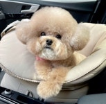 Pin by 🙂 on 동물 및 반려동물 | Cute pomeranian, Puppies, Pet carriers