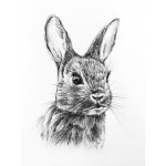 #drawing #sketch #doodle #art #artwork #follow #rabbit #illustration #animal#dailydrawing#prisma#colour #낙서 #드로잉 #스케치 #일러스트 #소묘... 