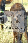 Cows에 관한 10개의 최상의 Pinterest 이미지 | 소, 농장 및 농장 생존 Cows