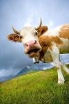 Cows에 관한 9개의 최상의 Pinterest 이미지 | 농장 동물, 소 및 시골 생활 Cows