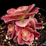 핑크마녀금 15-191(variegated) - 다육식물(Succulent) Pink Witch Gold 15-191 - Succulent