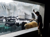 Pin page Pin di Sang Beom Kim su 동물원/수족관