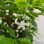[진아플라워] 하얀 꽃이 피는 작은별쟈스민 애기별자스민 350 화원 농원 - 공기정화식물(air purifying plants)