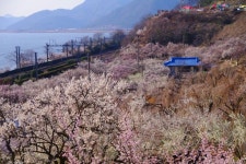 경상남도 양산 원동 매화마을 ※ 본 저작물의 무단전제 및 재배포를 금합니다. copyright ⓒ 2014 by 경상남도 All pictures... 