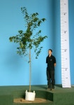 Pin page Prunus shirofugen  www.buythetreeyousee.com | 조경