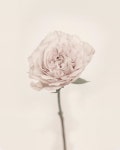 장미은▫️님: “➰Flower of taste 오늘은 공식적으로 휴무인데 낮에 주문건 작업을 하고 저녁엔 크리스마스 클래스가 있습니다. 날씨는... 