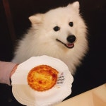 Brian Griffin Lee에 있는 글램펫 Glam Pet님의 핀