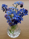 Pin page Forget-Me-Not - 2024 | 아크릴화