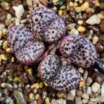 (123)홍문(Conophytum obcordellum picturatum) - 코노피튬(Conophytum)