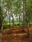 2014.5.2 일산호수공원