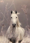 Horses에 관한 26개의 최상의 Pinterest 이미지 | 말, 농장 동물 및 백마 Horses